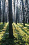 BacklitTreesByJen.jpg (53903 bytes)