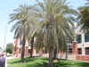 DatePalms1.jpg (186608 bytes)